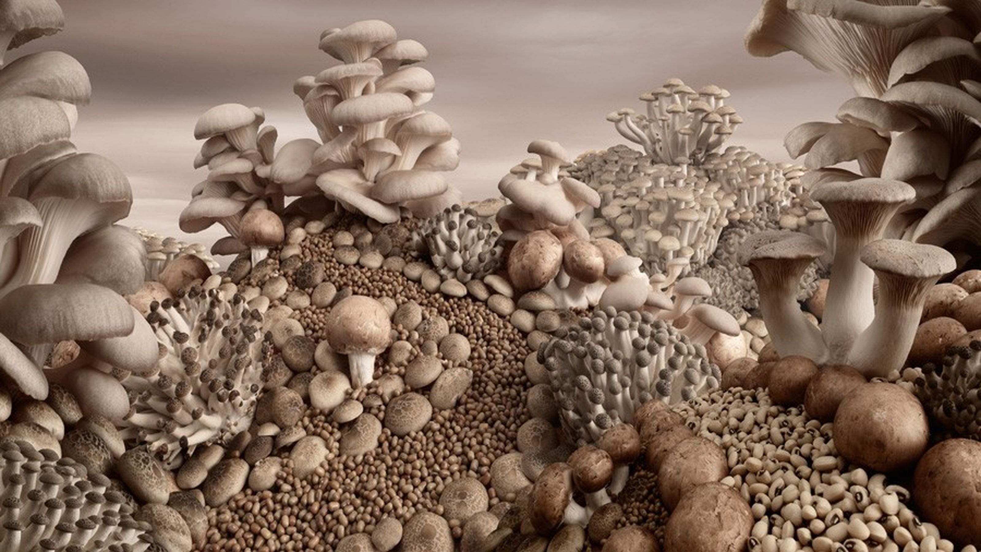 Paesaggio di funghi