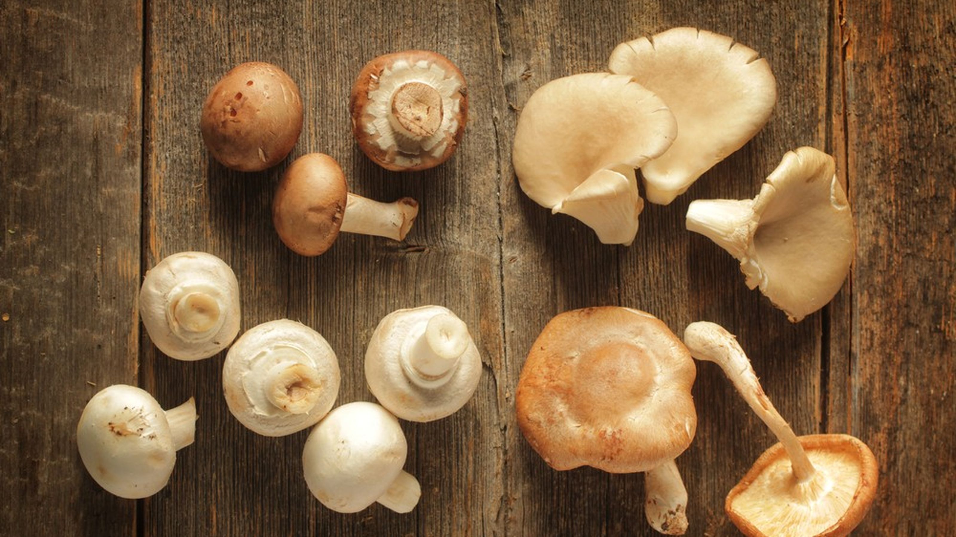 funghi