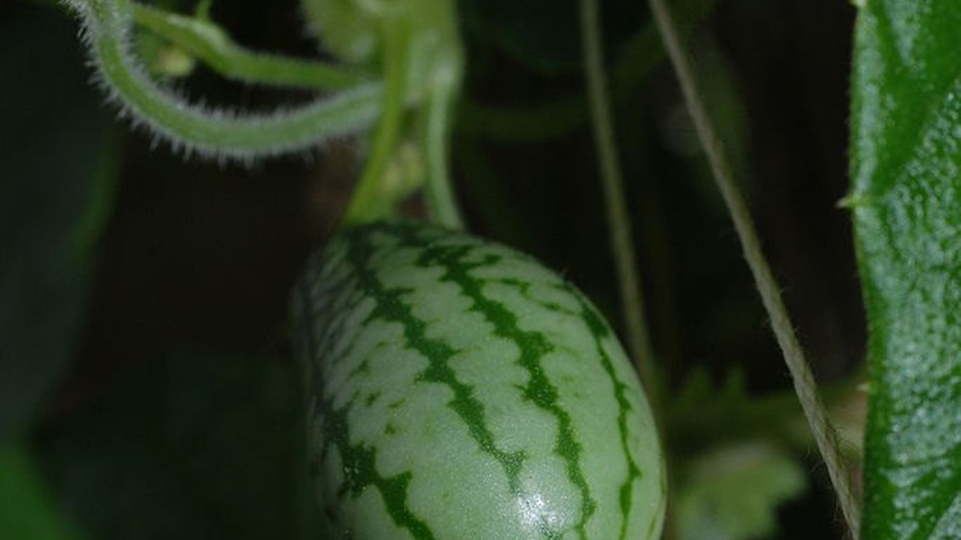 cucamelon