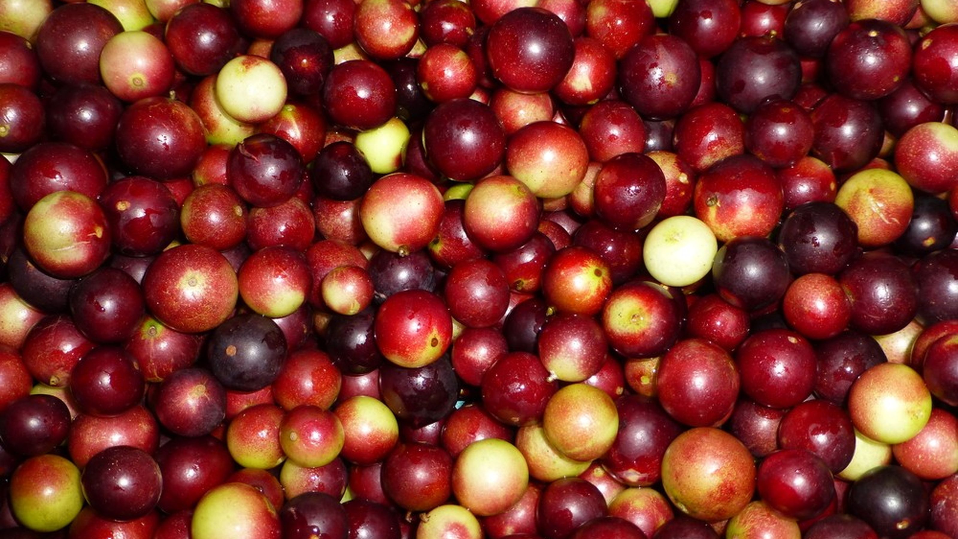 camu camu