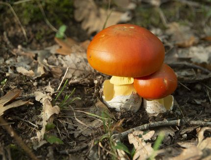 Ovoli come pulirli e cucinarli nelle ricette più sfiziose