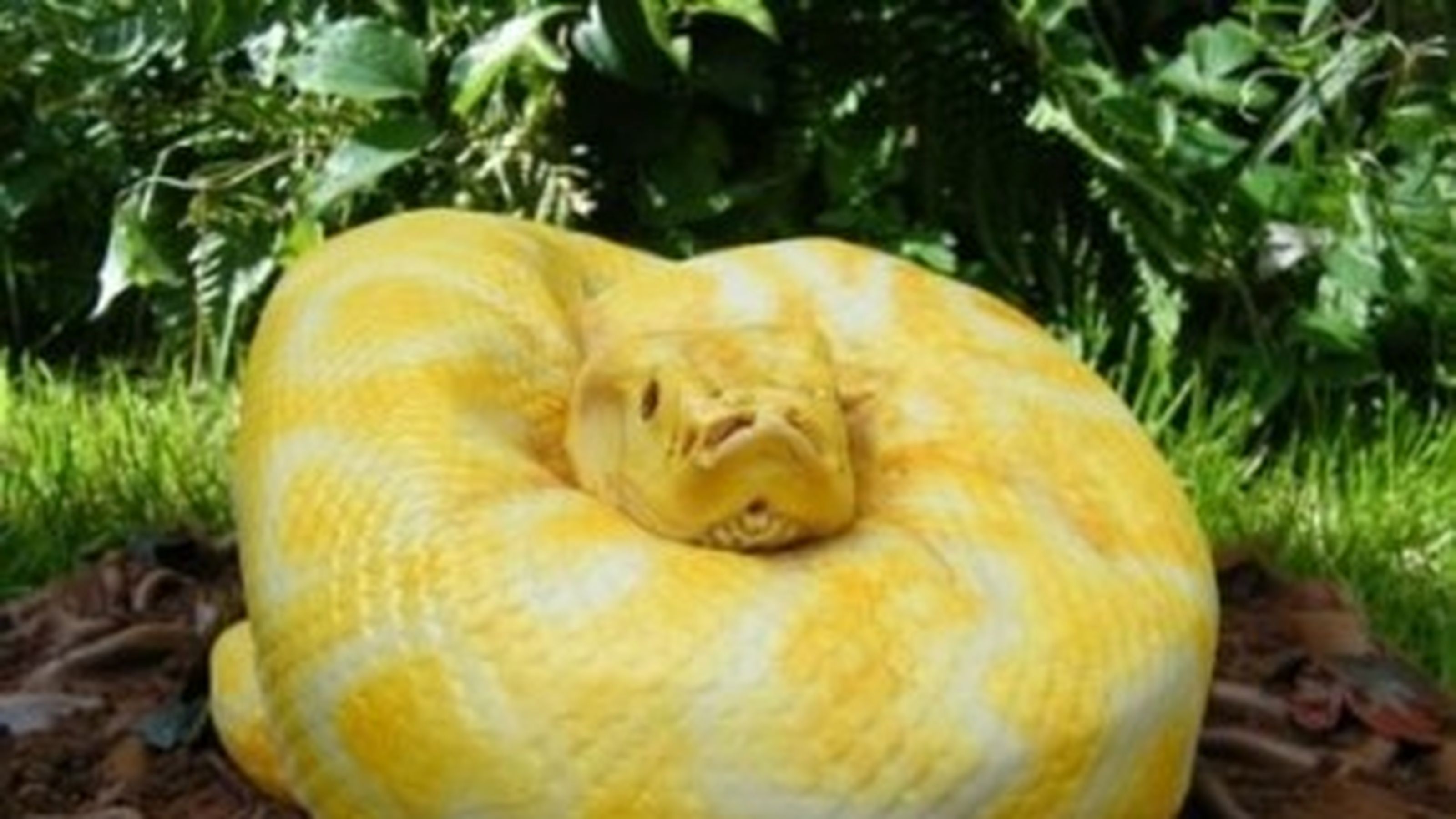 Cake Design Snake