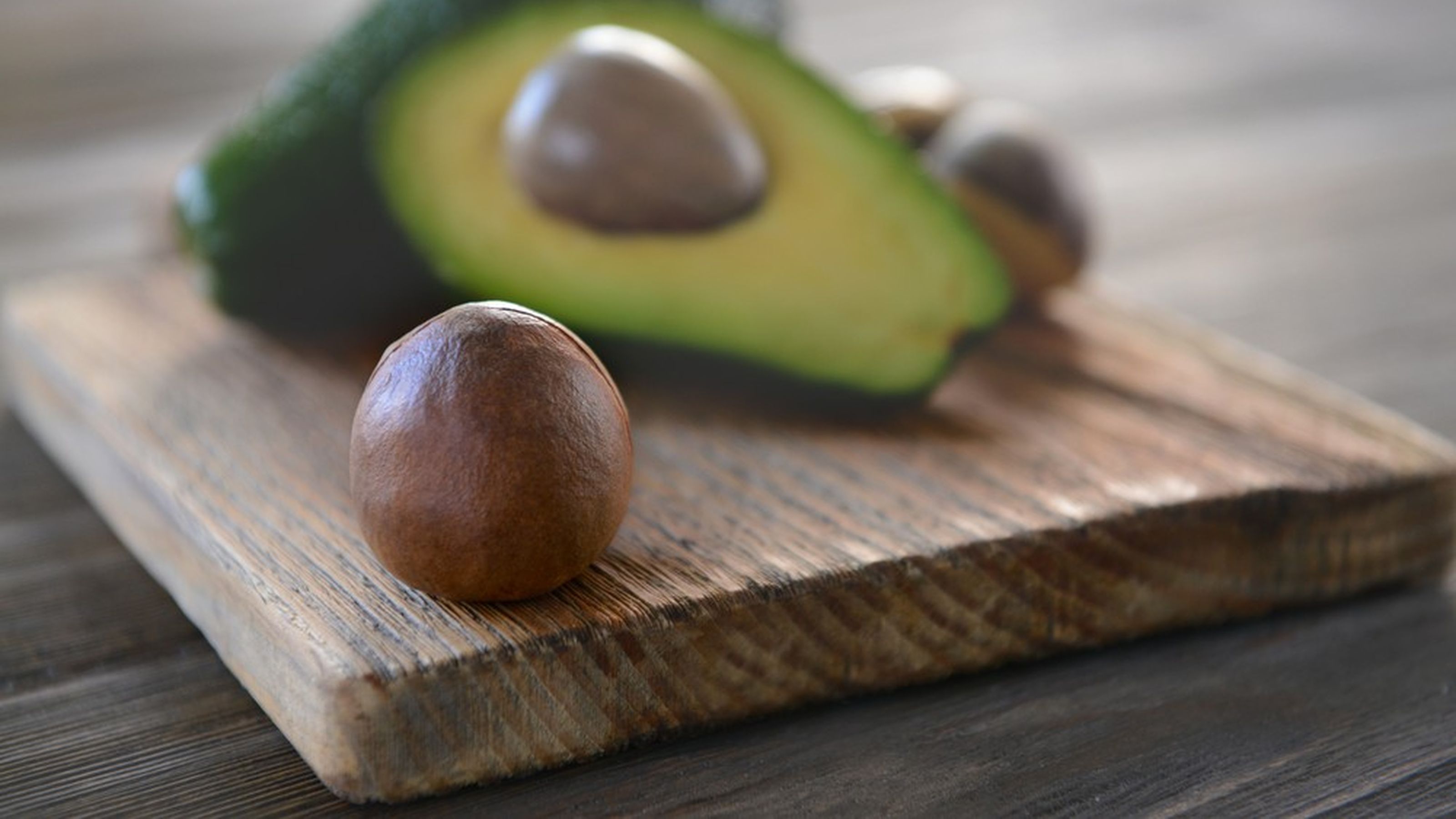 seme di avocado