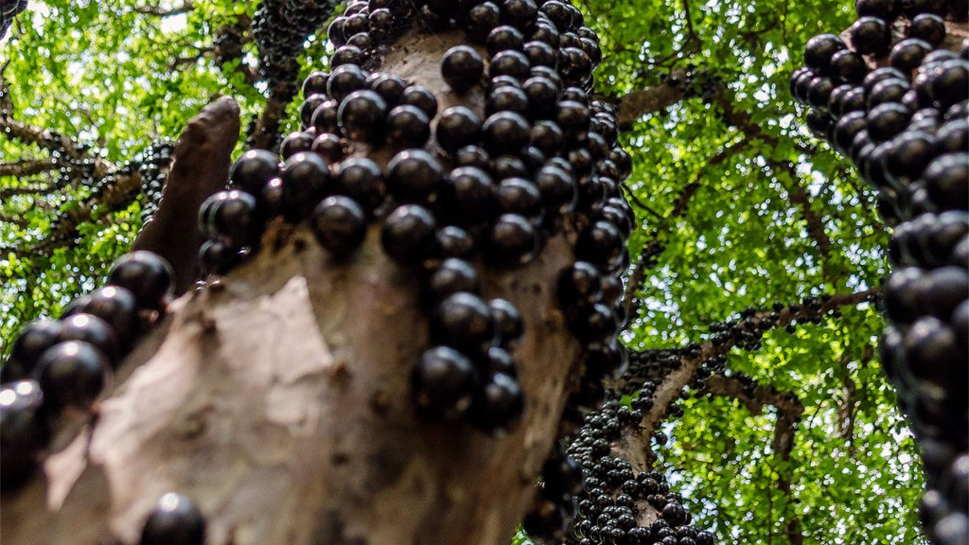 jabuticaba