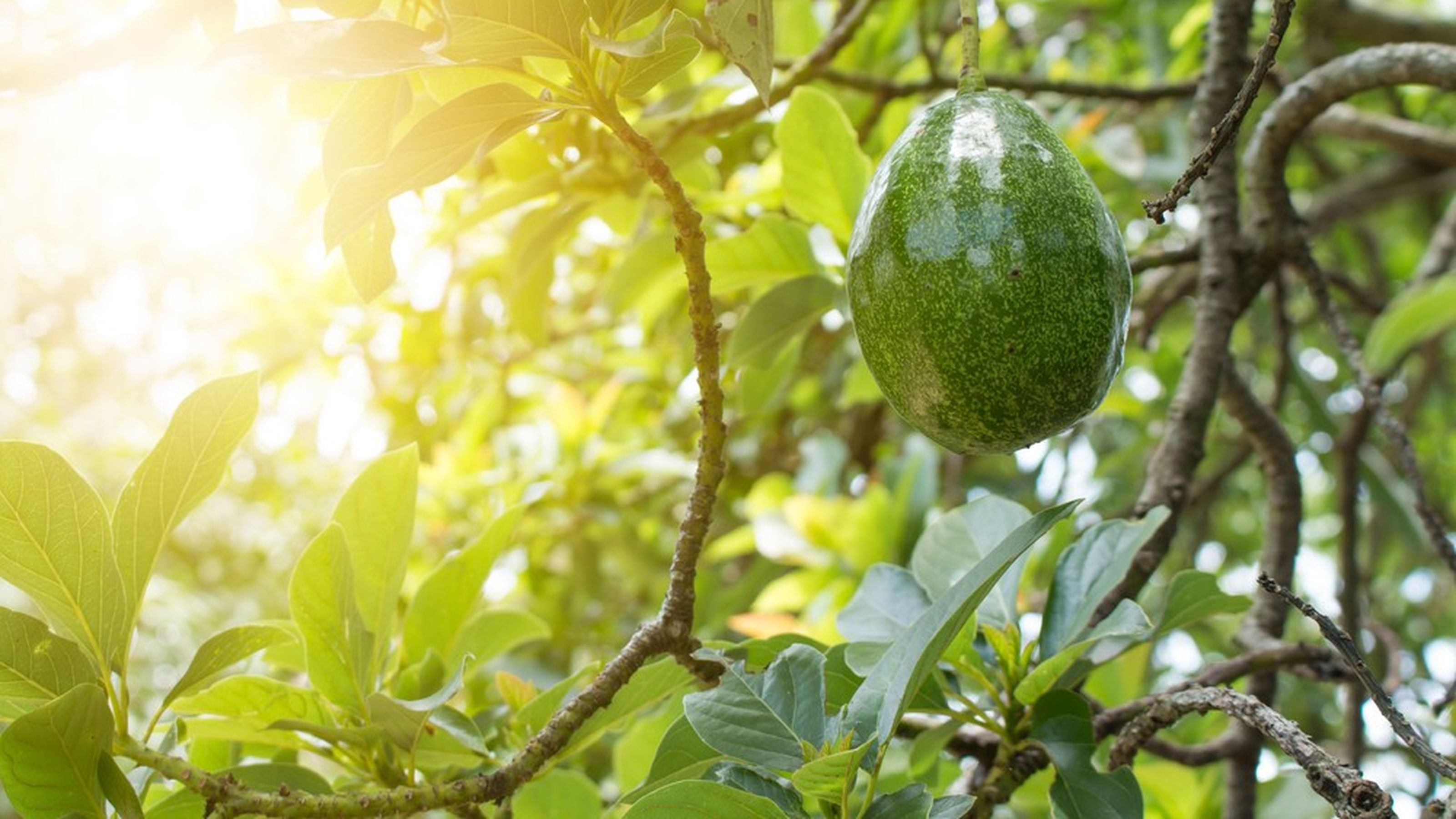 avocado