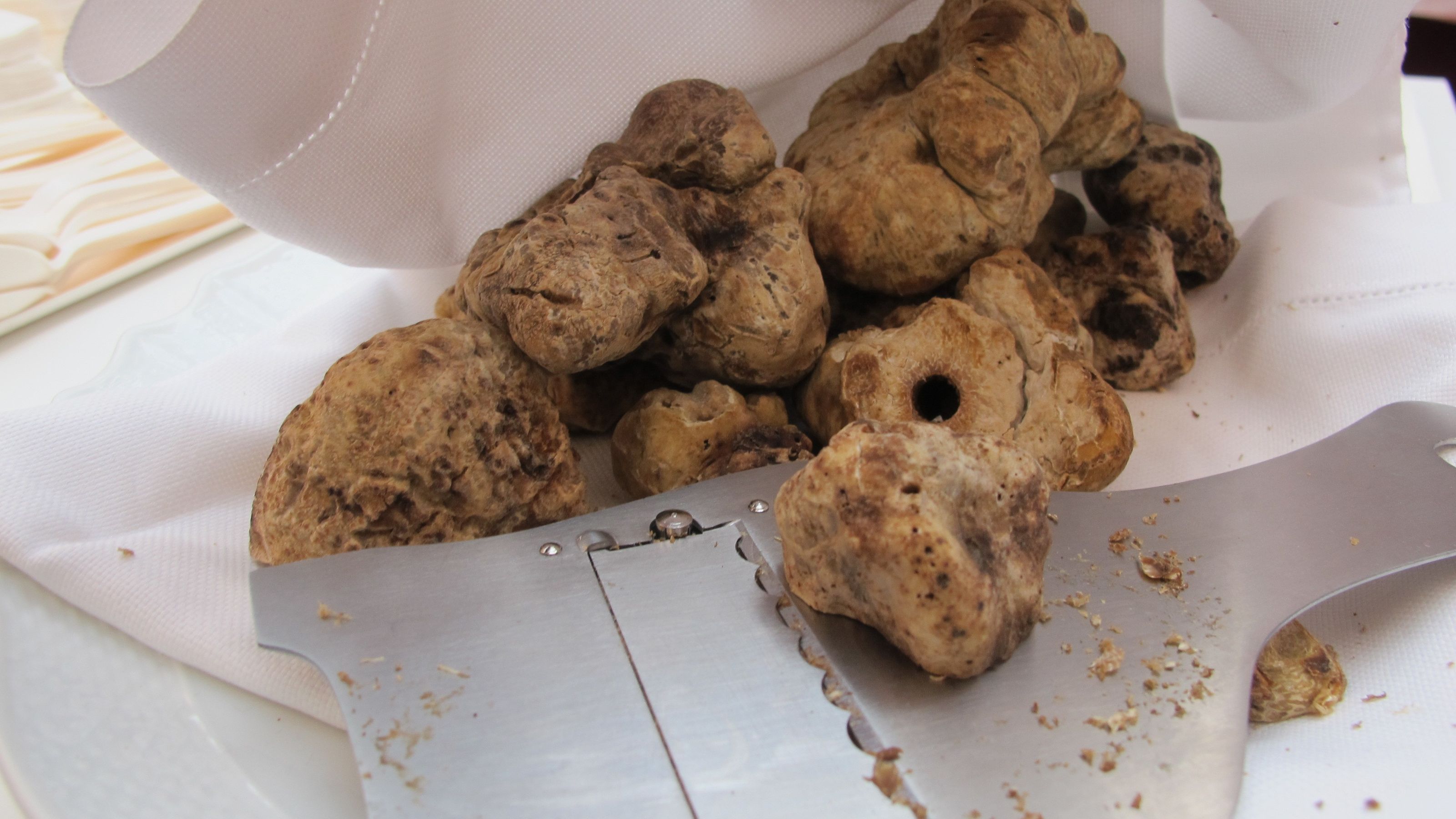 Tartufo bianco