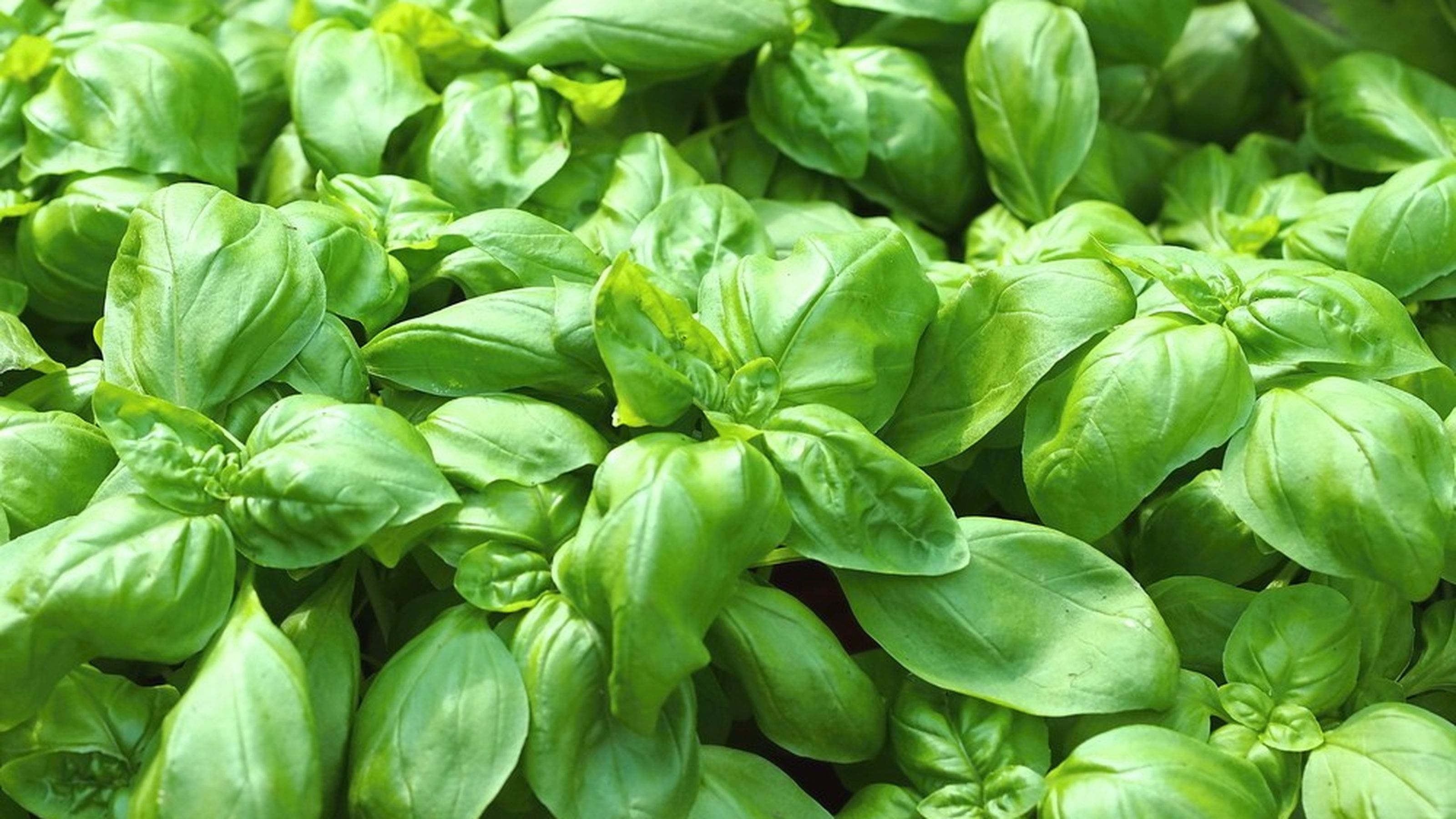 basilico