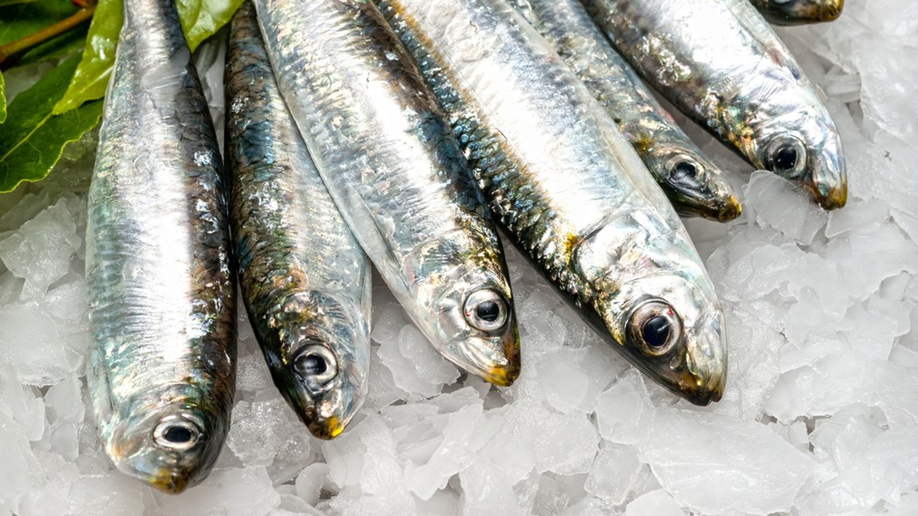 sardine