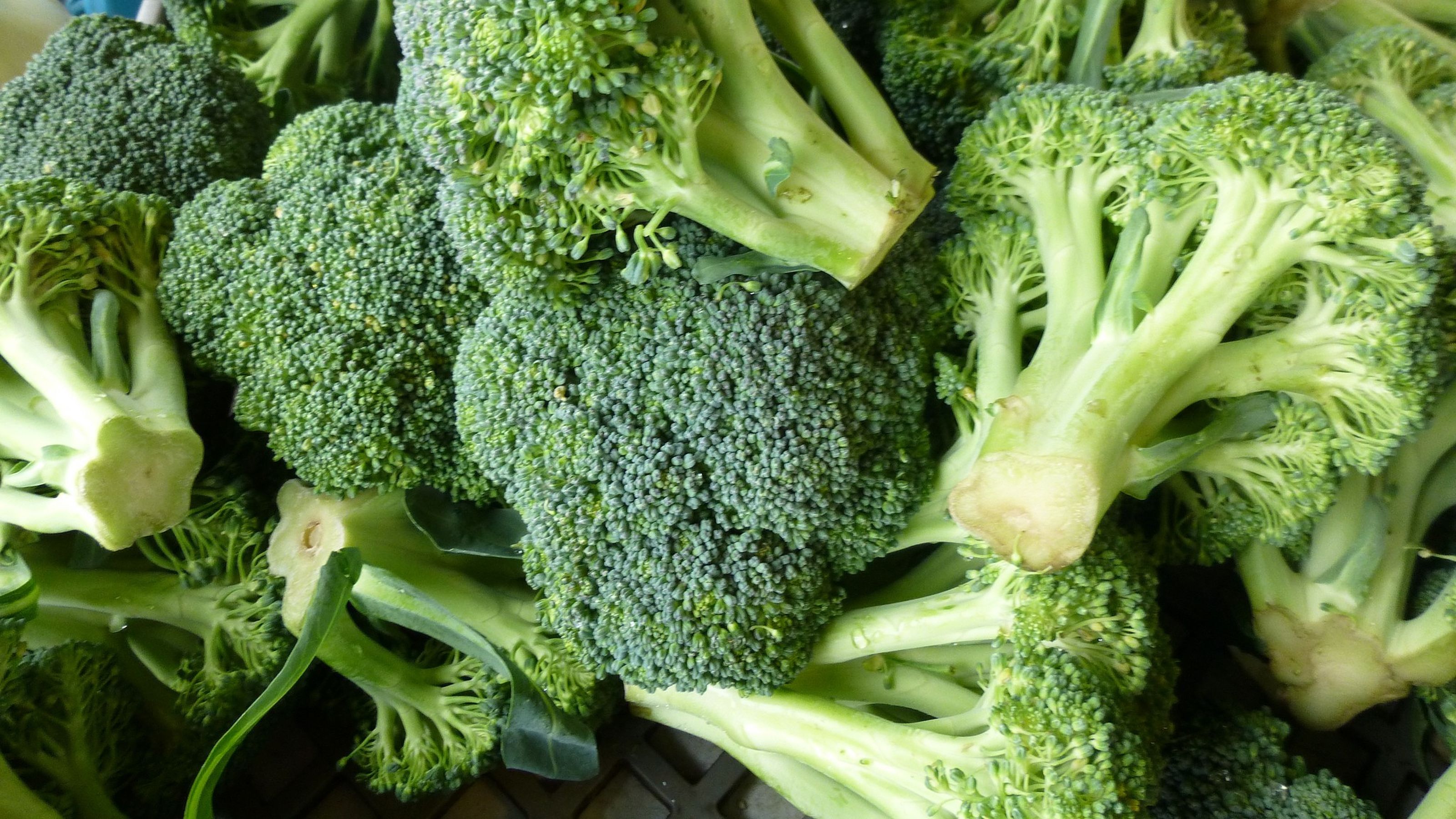 Gallery settembre broccolo