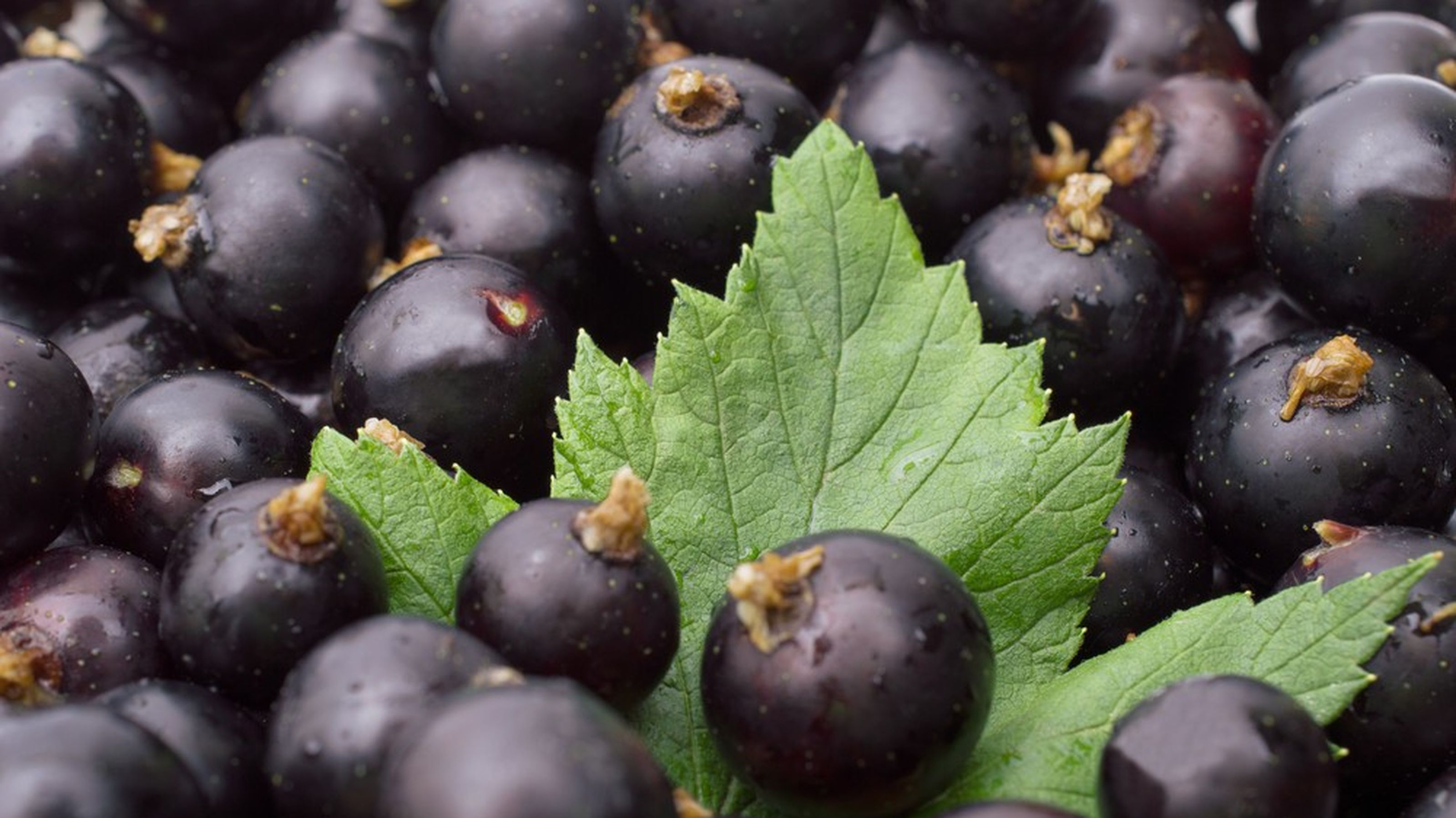 ribes nero