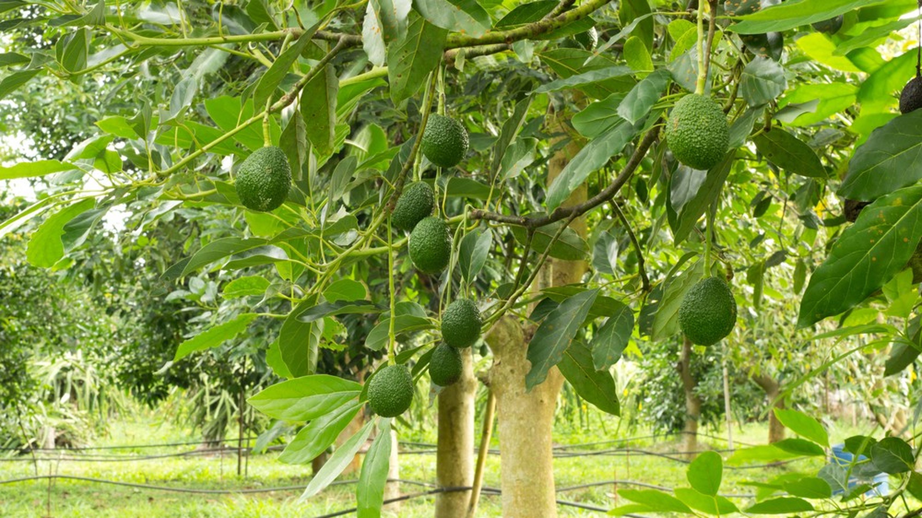 albero di avocado