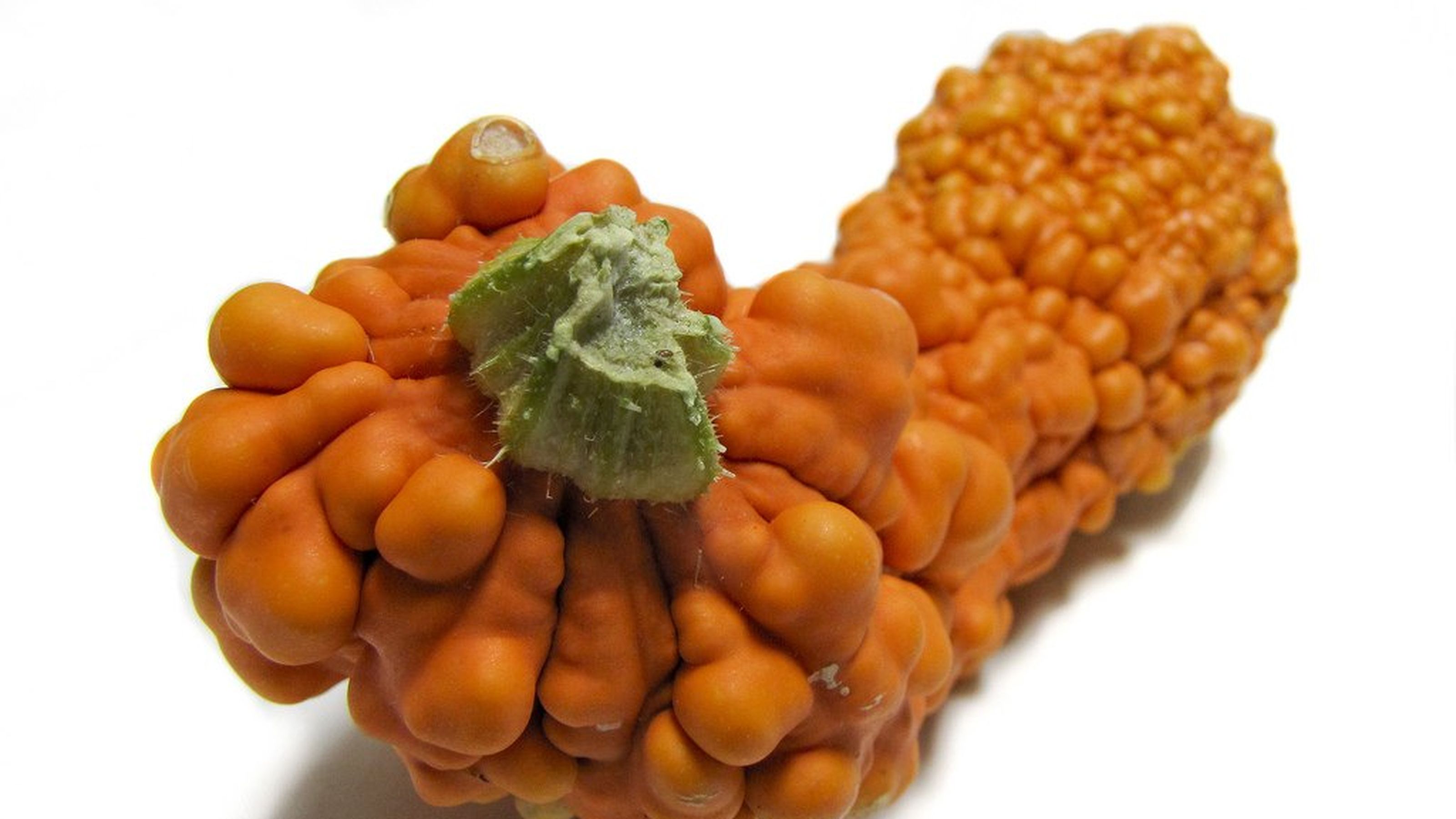 zucca