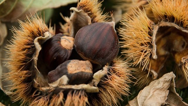 raccogliere castagne
