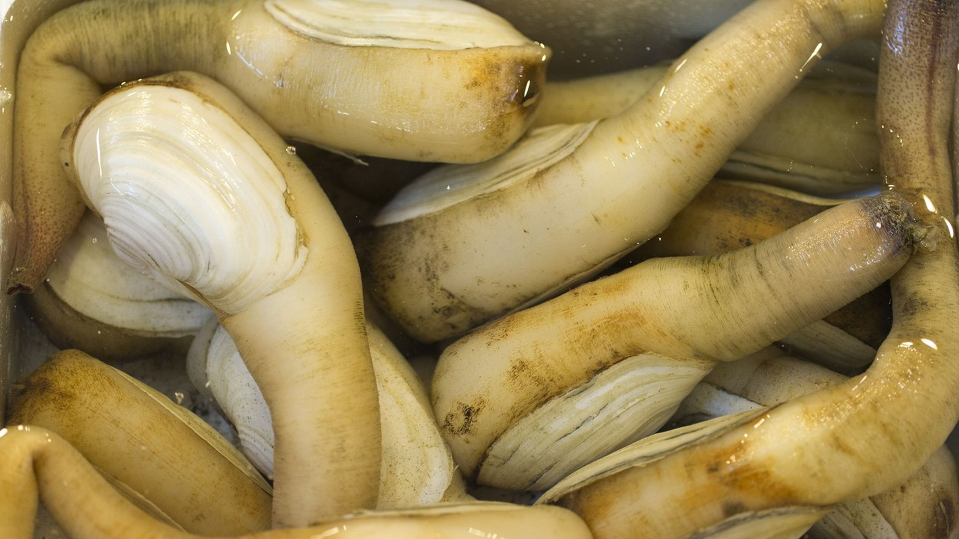 Geoduck