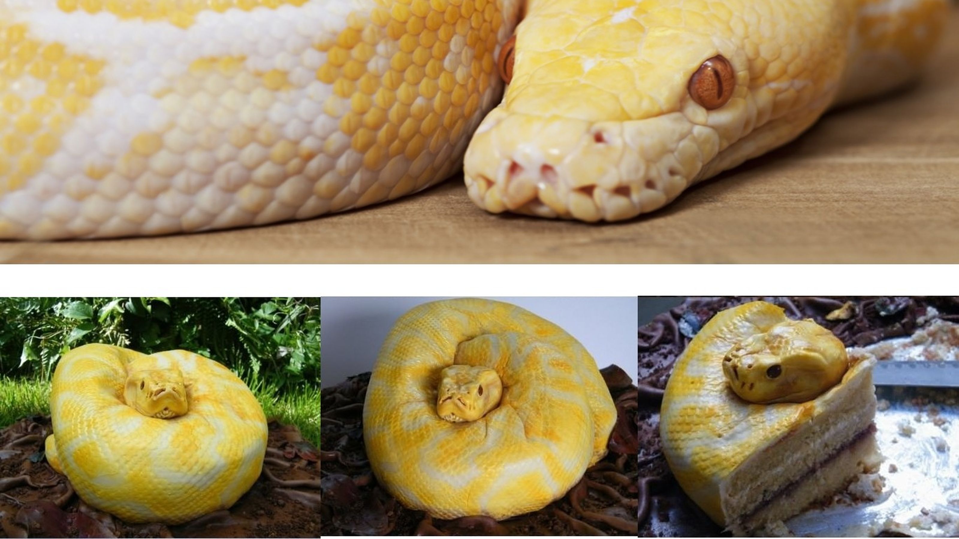 Cake design Serpente