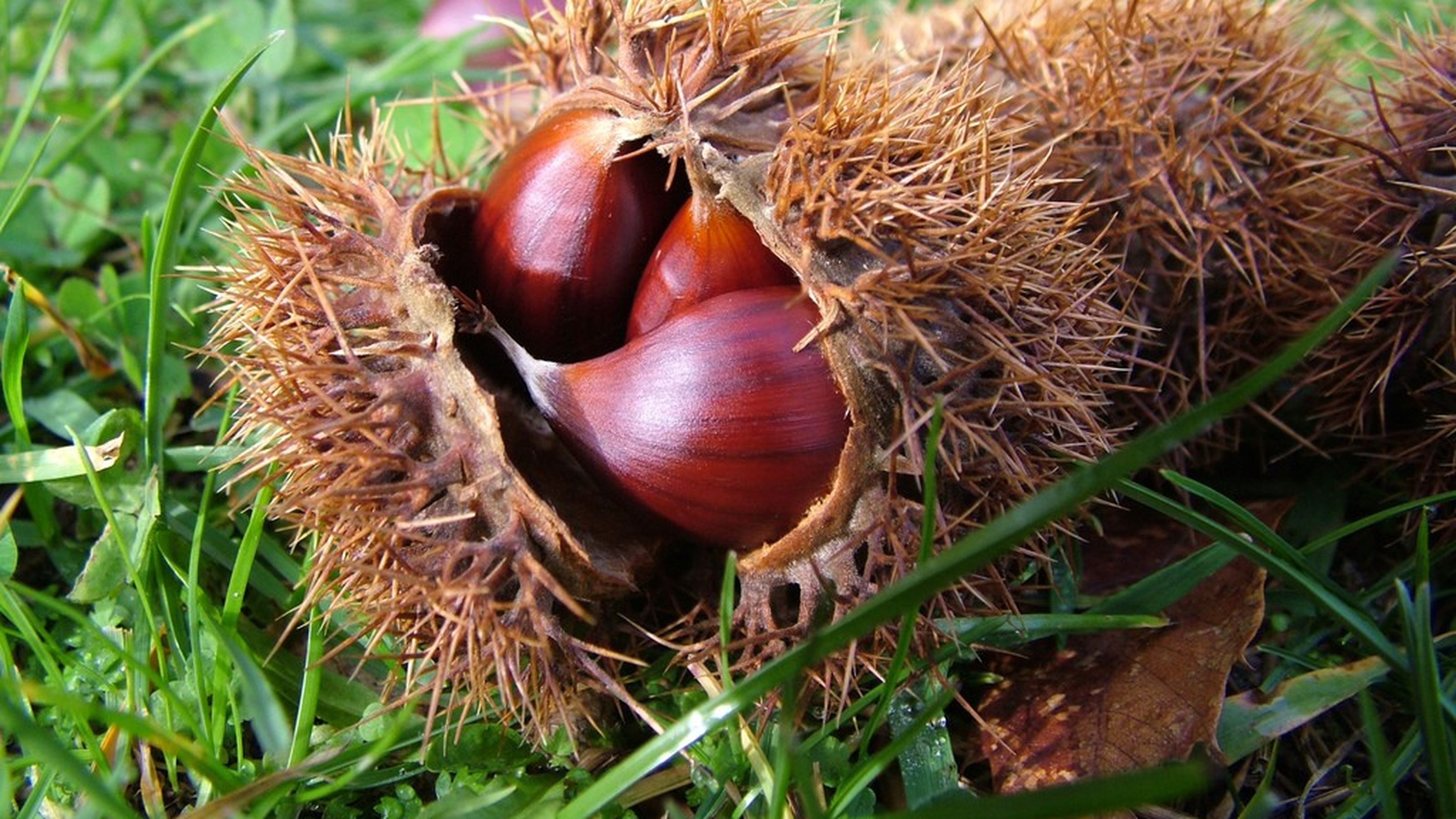 Gallery settembre castagne