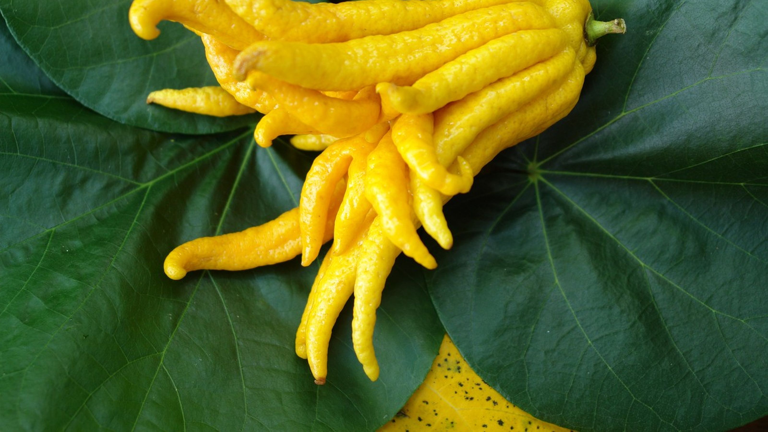 Buddha's Hand