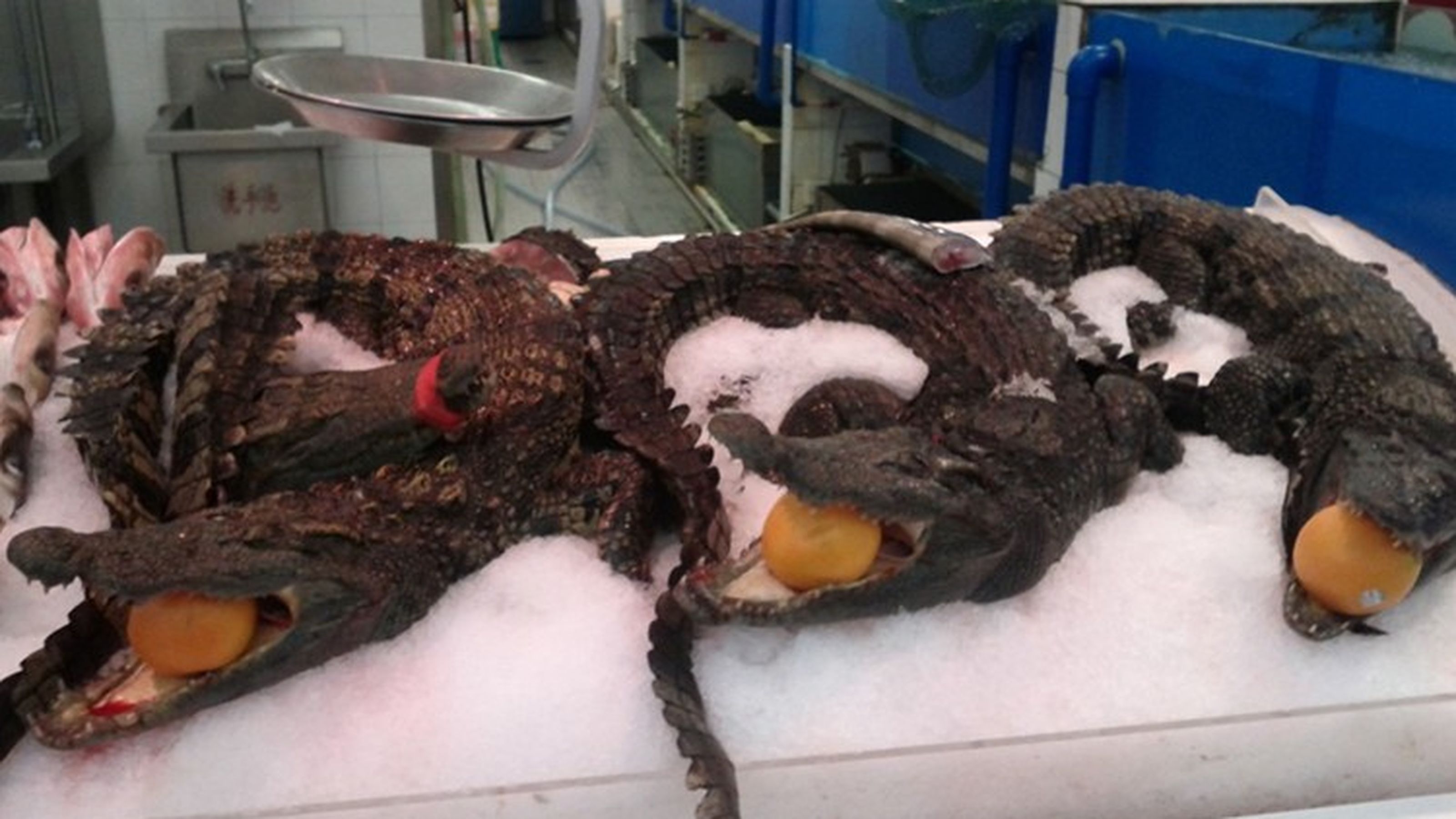 coccodrilli interi