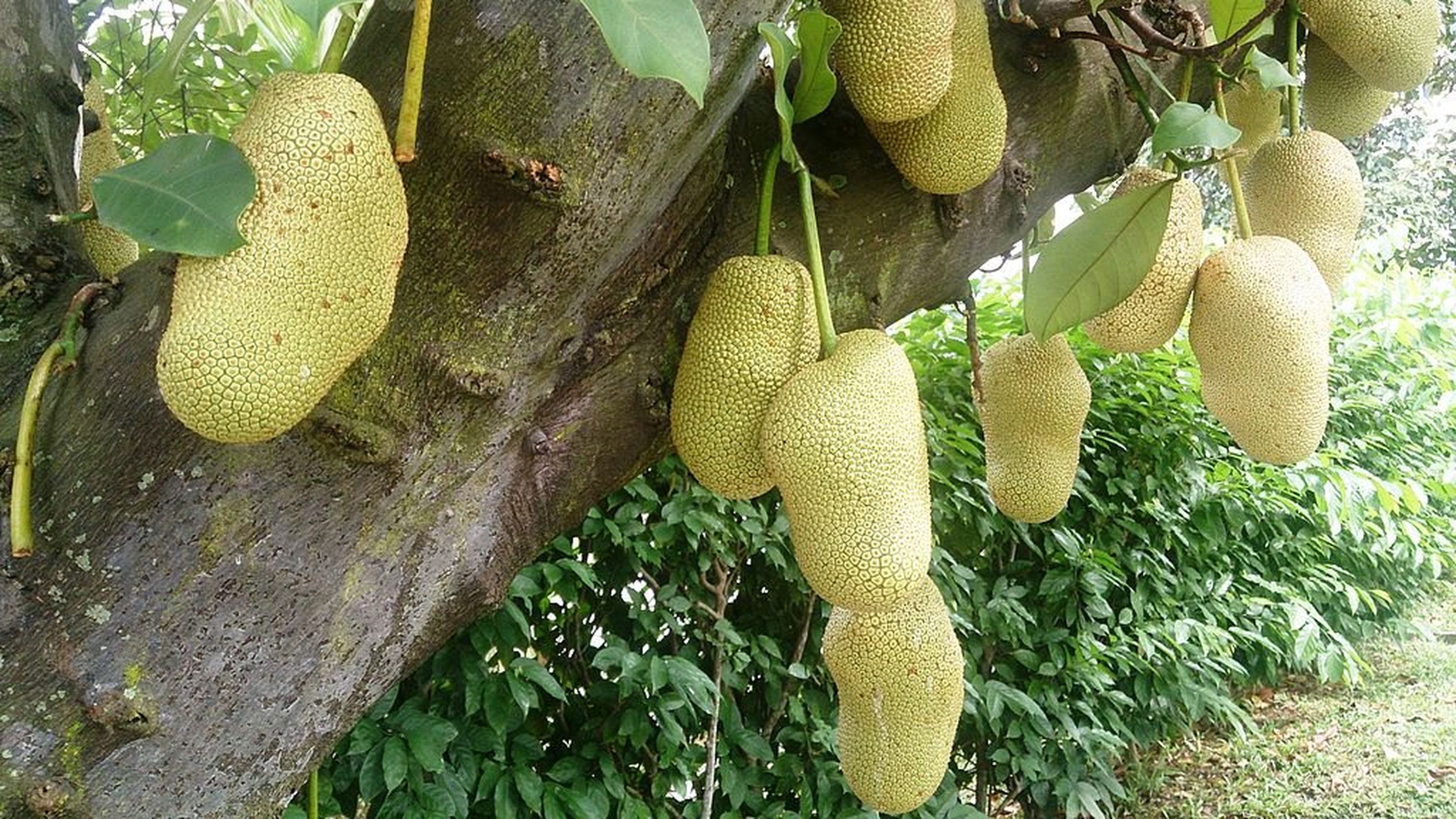 Jackfruit