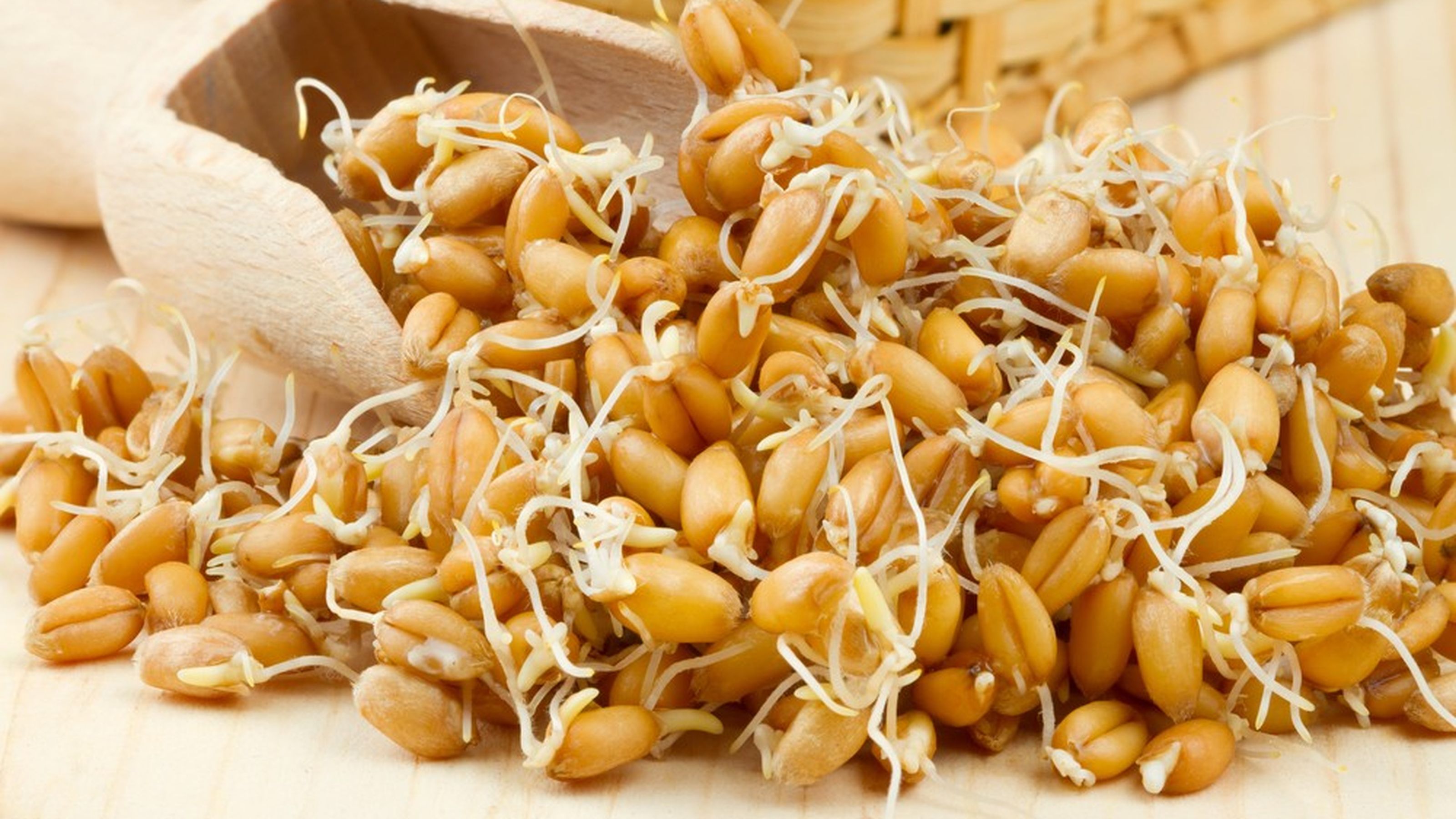 germe del grano