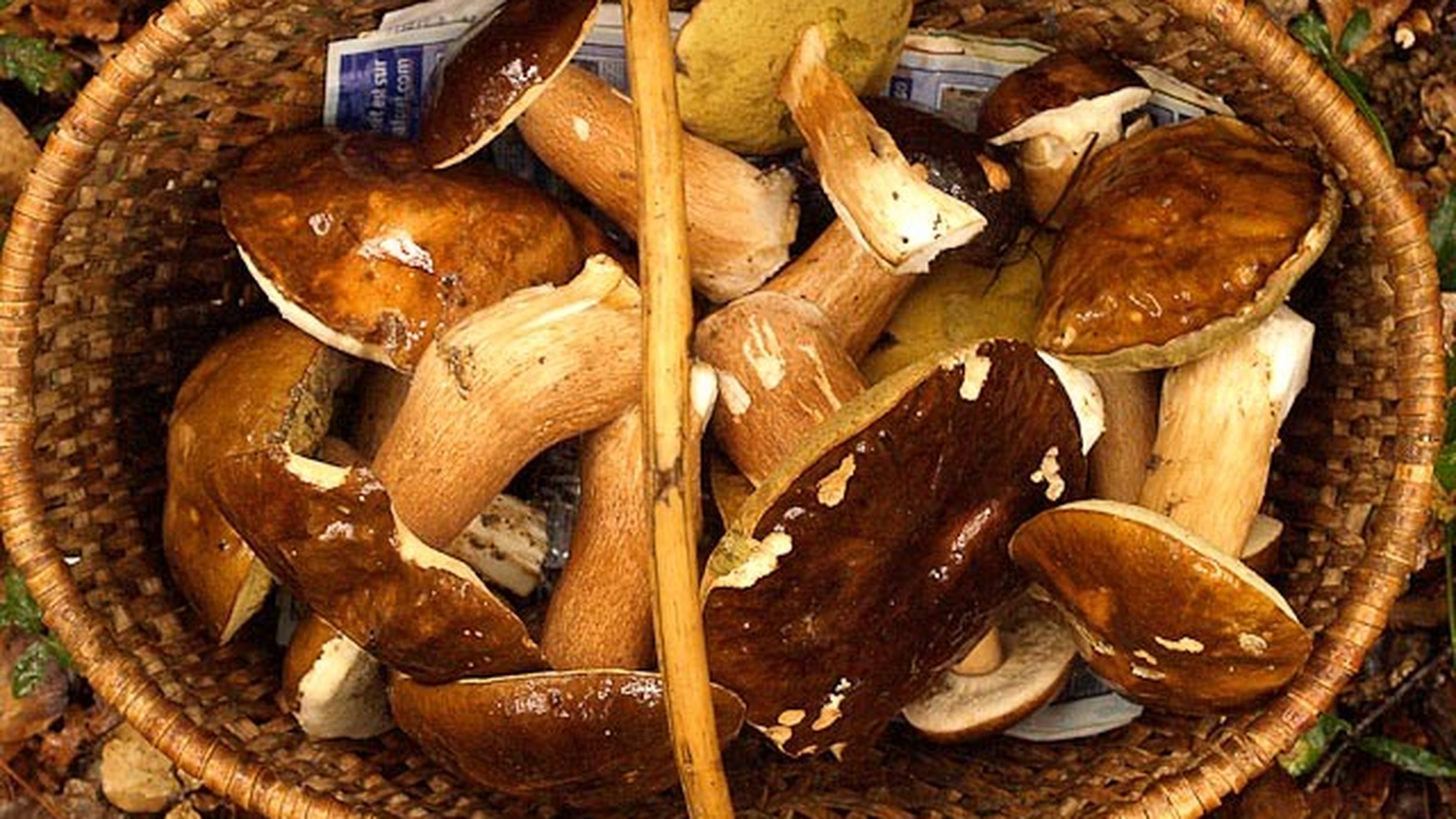 Gallery settembre funghi