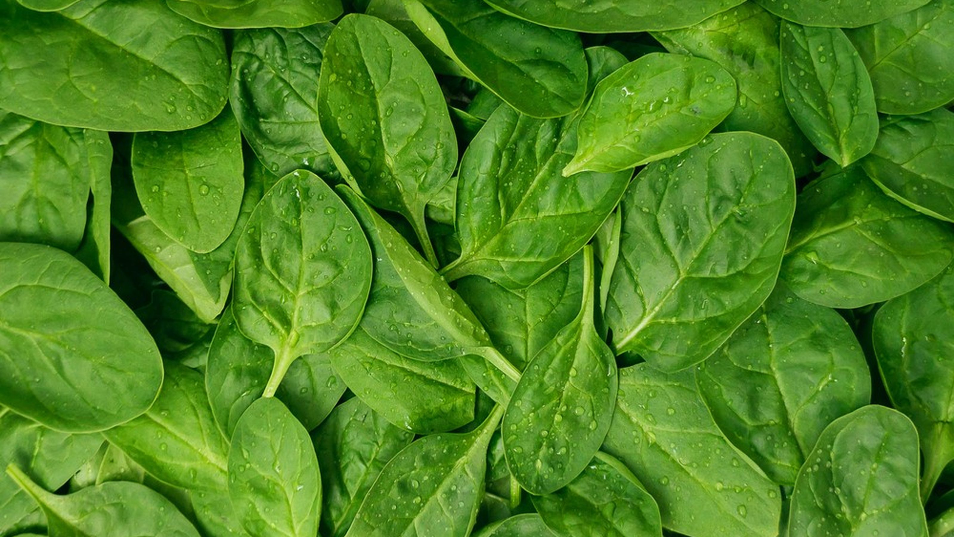 spinaci freschi