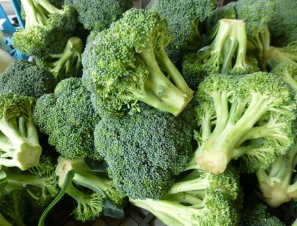Gallery settembre broccolo